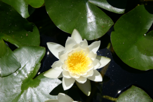 Water Scout - water lilly